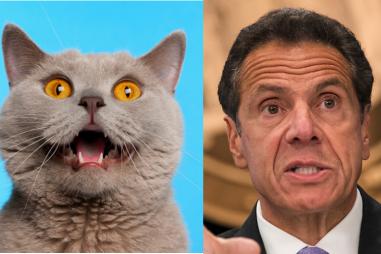 cuomo_cat.jpg