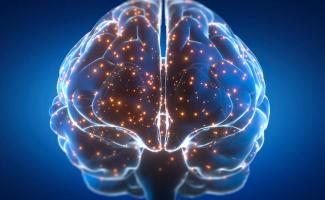 Brain-shutterstock-e1718819231716-810x500.jpeg